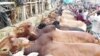 বাংলাদেশে এ বছর কোরবানি হয়েছে ১ কোটি ৪১ হাজার ৮১২ টি পশু