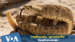 การศึกษาพบพฤติกรรม ‘อบอุ่น’ ของ ‘งูหางกระดิ่ง’