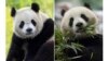 US capital to welcome pandas from China