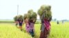 ঠাকুরগাঁওয়ে বোরোর বাম্পার ফলন