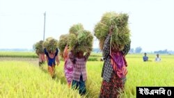 ঠাকুরগাঁওয়ে বোরোর বাম্পার ফলন