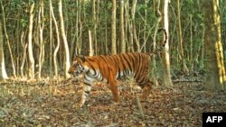 বাংলাদেশ বন বিভাগ কর্তৃক প্রকাশিত এই ছবিতে একটি বেঙ্গল টাইগার কে দক্ষিণ-পশ্চিম বাগেরহাট জেলার শরণখোলা বনের মধ্য দিয়ে হেঁটে যেতে দেখা যাচ্চ্ছে। ১১ এপ্রিল, ২০১৮। (ফাইল ছবি) 
