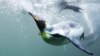 New Research Adds to the Story of Penguins