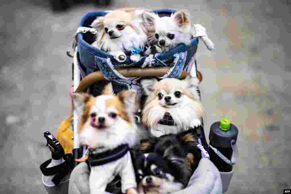 Dogs visit the &quot;Interpets - International fair for a better life with pets&quot; in Tokyo.