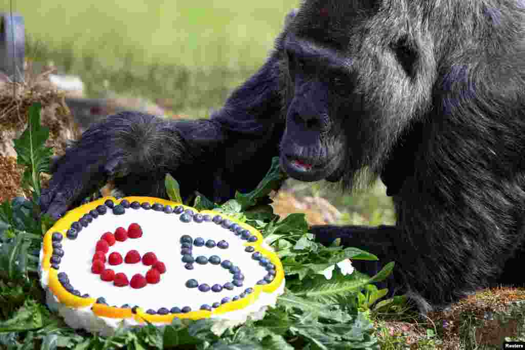 Western lowland gorilla Fatou, the world&#39;s oldest according to the Berlin zoo, receives a rice cake with fruit on her 65th birthday at the zoo in Berlin, Germany.