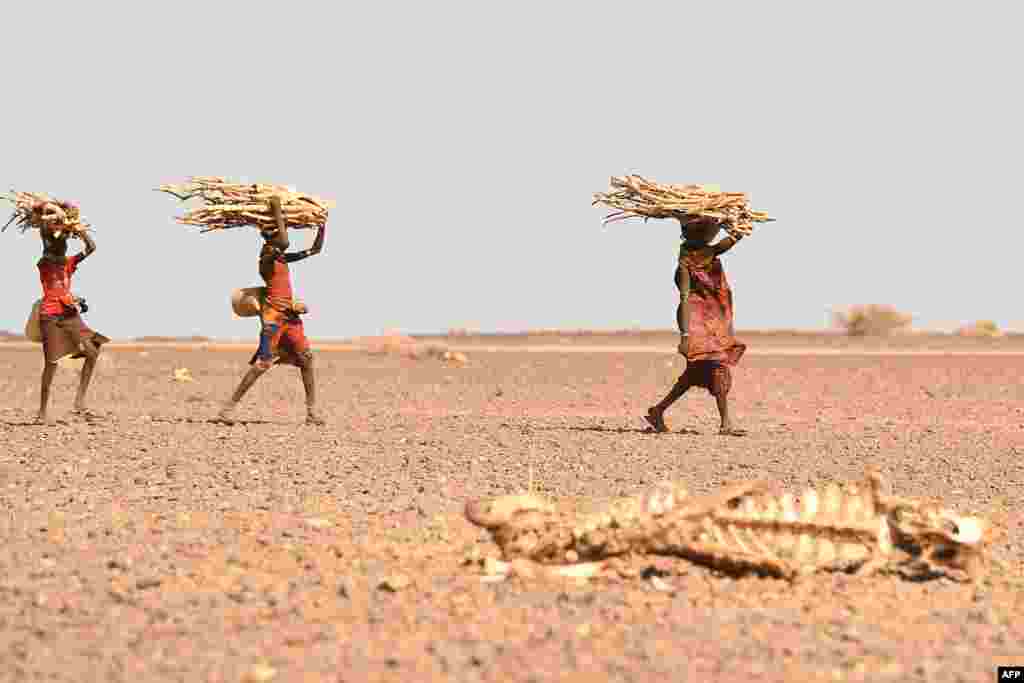 Turkana women carrying firewood walk past the carcass of a cow, in the area of Loiyangalani, which is the worst affected region by the prolonged drought, in Marsabit, Kenya, July 12, 2022.