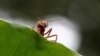 Scientists Estimate the Ant Population on Earth