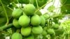 Zimbabwe's Biodiesel Project on Verge of Collapse