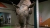 Exhibit Shows Extreme Adaptations of Mammals