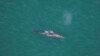 Pacific’s Gray Whale Found off Atlantic Coast