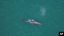 This photo by Orla O'Brien shows a gray whale south of Nantucket, Massachusetts, on March 1, 2024. (Orla O'Brien/New England Aquarium via AP)