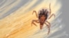 นักกีฏวิทยาจัดทำแผนผังดีเอ็นเอของเห็บกวางซึ่งแพร่เชื้อ Lyme Disease ได้สำเร็จ