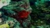แนวปะการังยักษ์ในออสเตรเลีย Great Barrier Reef กำลังถูกคุกคามจากการพัฒนา