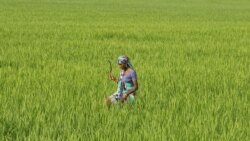 အိန္ဒိယ မုတ်သုန်မိုး ၅ နှစ်အတွင်း မိုးရေချိန် အနည်းဆုံးရွာ 