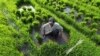 Myanmar farmer