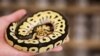 สามารถพบเห็นงูได้ที่ Pythonism ร้านขายสัตว์เลี้ยง ซึ่งเปิดโอกาสให้ลูกค้าได้เพลิดเพลินไปกับฝูงงูขณะจิบกาแฟ ก่อนถึงปีใหม่ทางจันทรคติซึ่งจะเป็นการเริ่มต้นปีงูในไทเป ประเทศไต้หวัน 23 ม.ค. 2025 (REUTERS/Ann Wang)