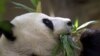 重启“熊猫外交”中国宣布与加州圣迭戈动物园达成大熊猫租借协议